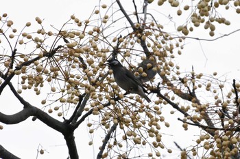 White-cheeked Starling Kasai Rinkai Park Sun, 1/7/2024
