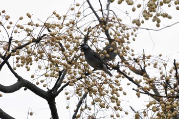 ムクドリ 葛西臨海公園 2024年1月7日(日)