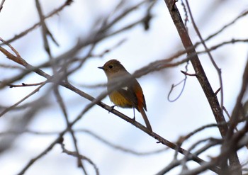 Daurian Redstart Kasai Rinkai Park Sun, 1/7/2024