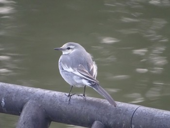 White Wagtail 都築中央公園 Sun, 1/31/2021