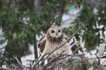 Short-eared Owl 都内 Tue, 3/21/2023