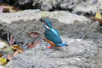 カワセミ 夙川河川敷緑地(夙川公園) 2023年12月3日(日)