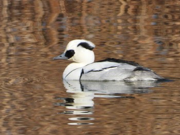 Smew 岡山アベ池 Tue, 1/9/2024