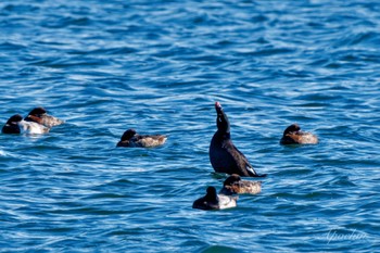 2024年1月4日(木) ふなばし三番瀬海浜公園の野鳥観察記録