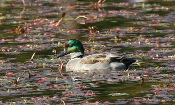 Falcated Duck 大阪府吹田市 Fri, 10/26/2018