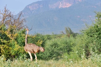 ダチョウ アンボセリ国立公園 2023年12月31日(日)