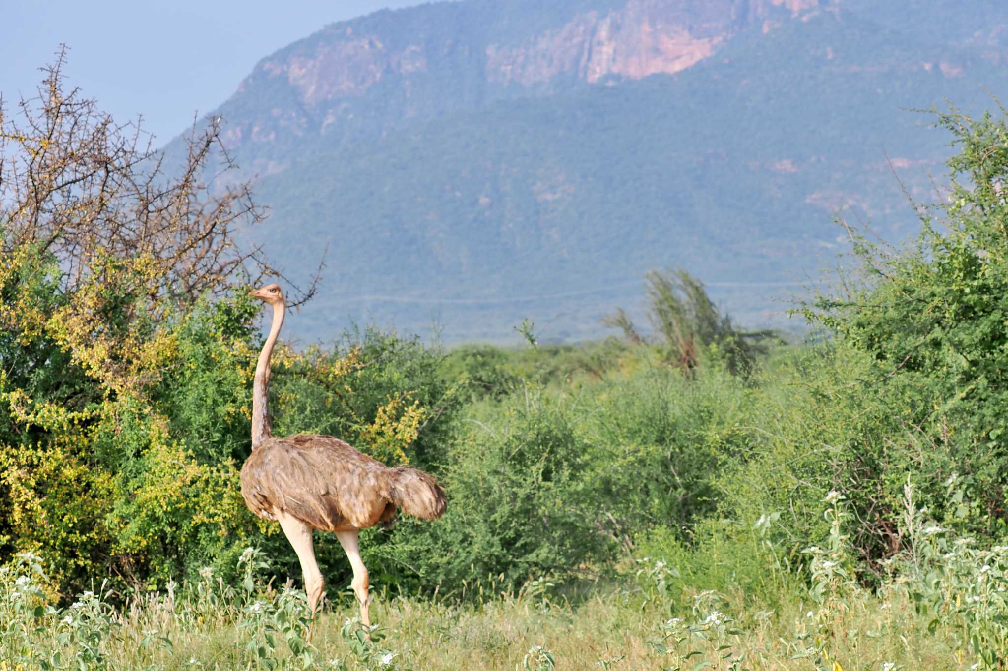 Photo of Common Ostrich at Amboseli National Park by 藤原奏冥