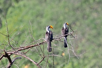 ヒガシキバシコサイチョウ アンボセリ国立公園 2023年12月31日(日)