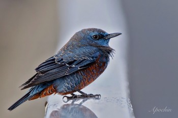 2024年1月4日(木) 日の出三番瀬沿い緑道の野鳥観察記録