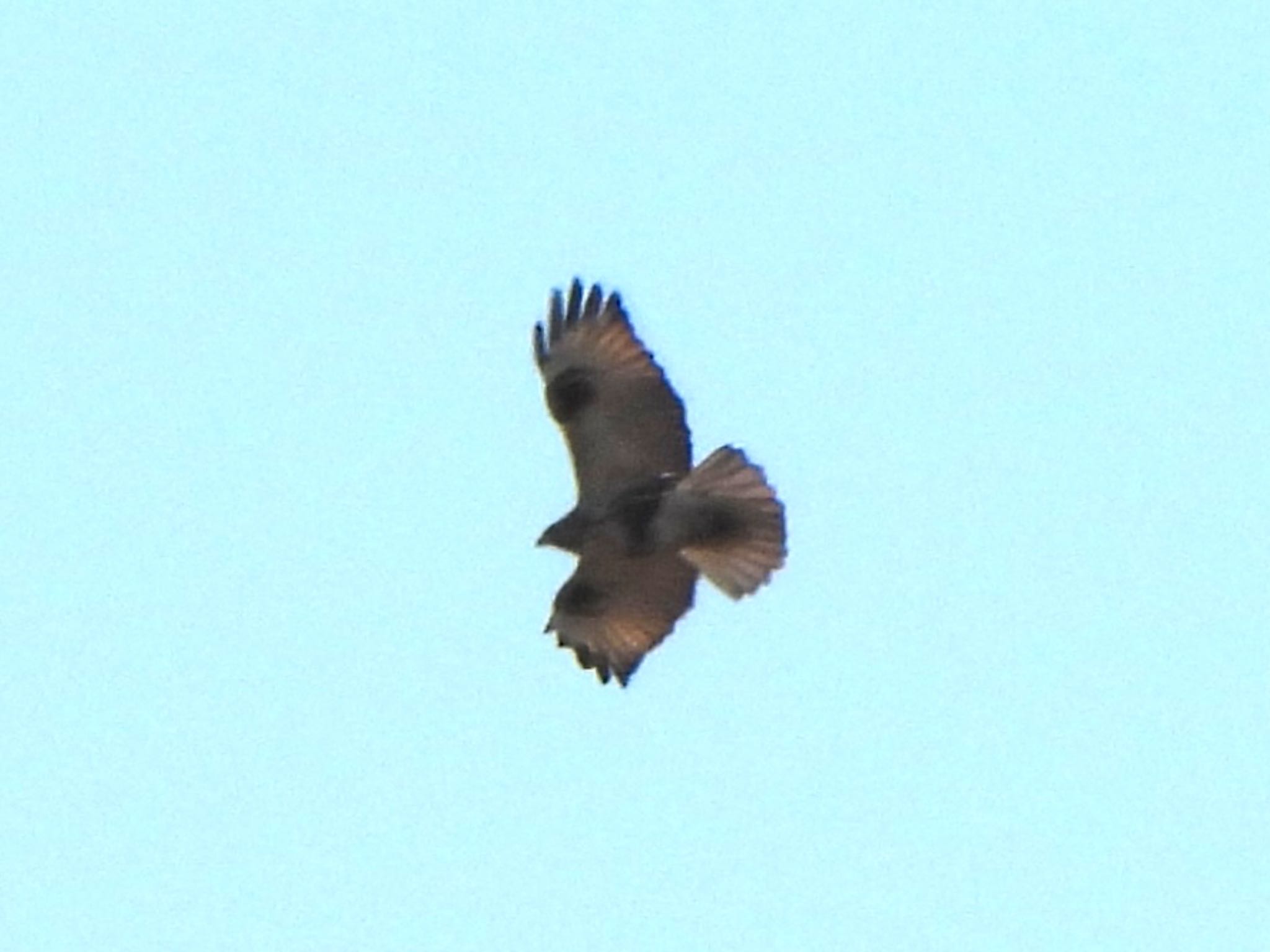 Photo of Eastern Buzzard at 芝川第一調節池(芝川貯水池) by ツピ太郎