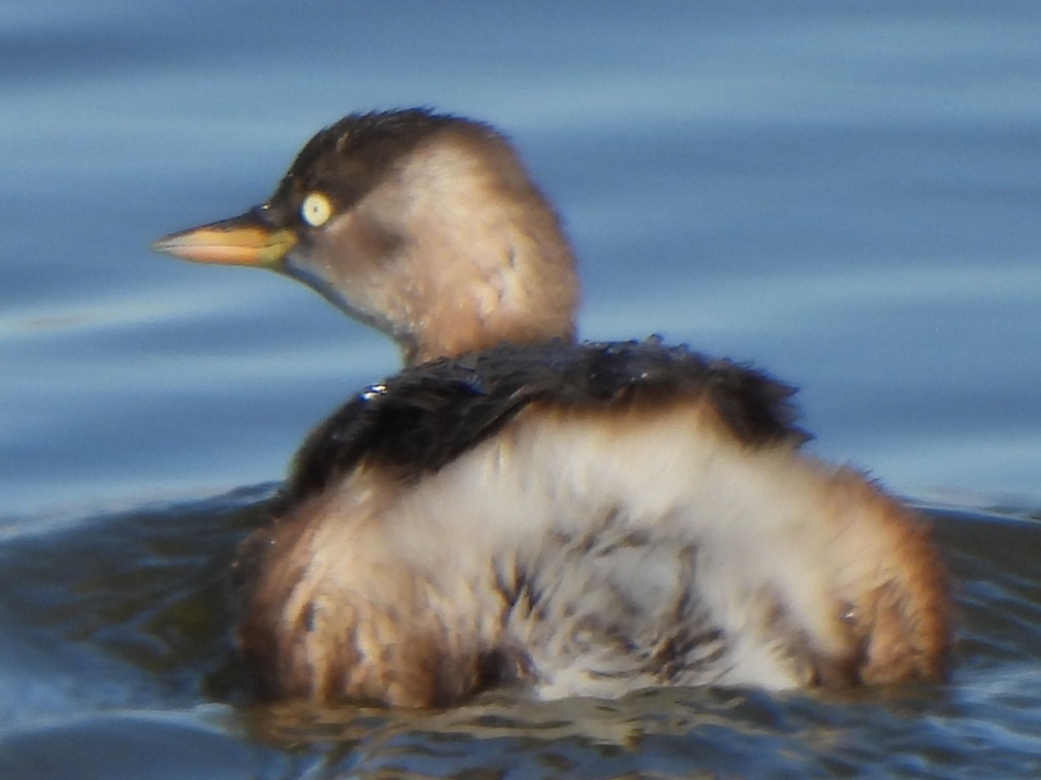 Little Grebe