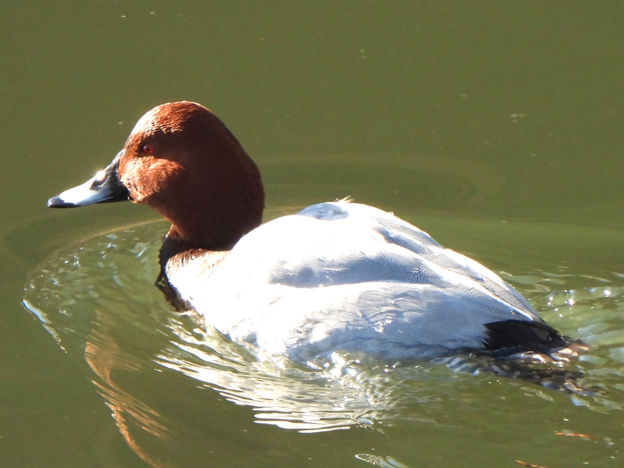 Common Pochard