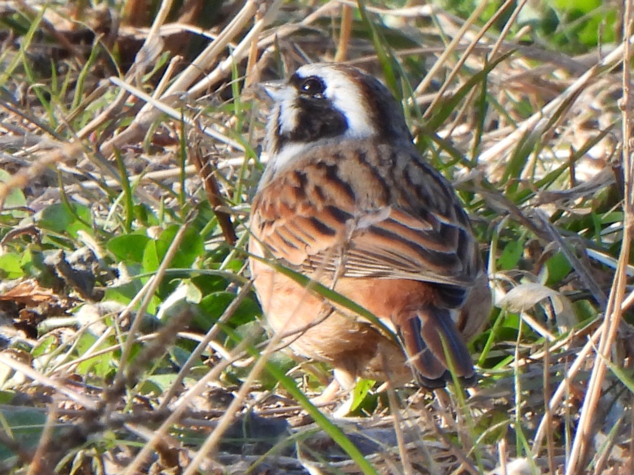 Meadow Bunting