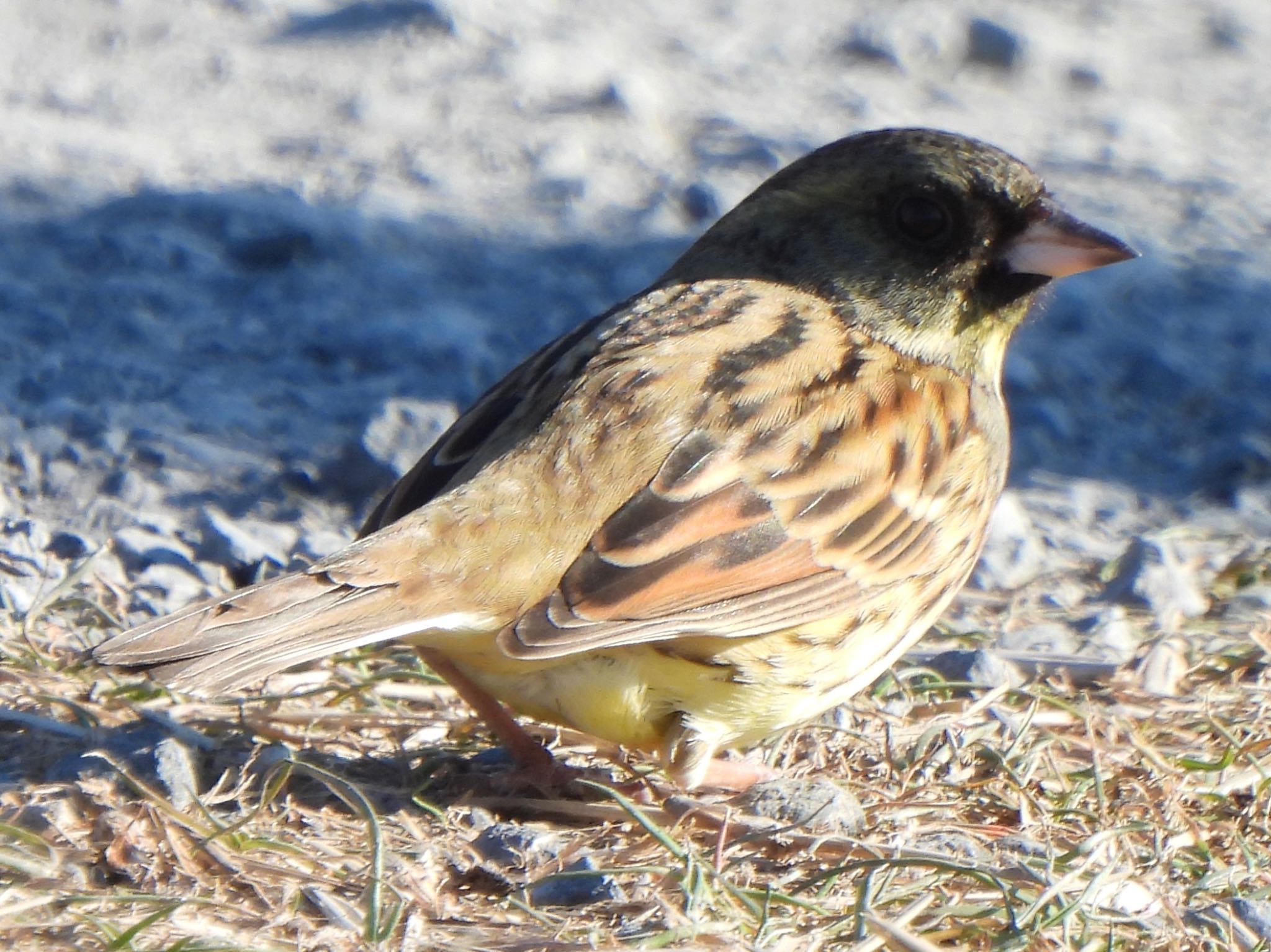 Photo of Masked Bunting at 芝川第一調節池(芝川貯水池) by ツピ太郎