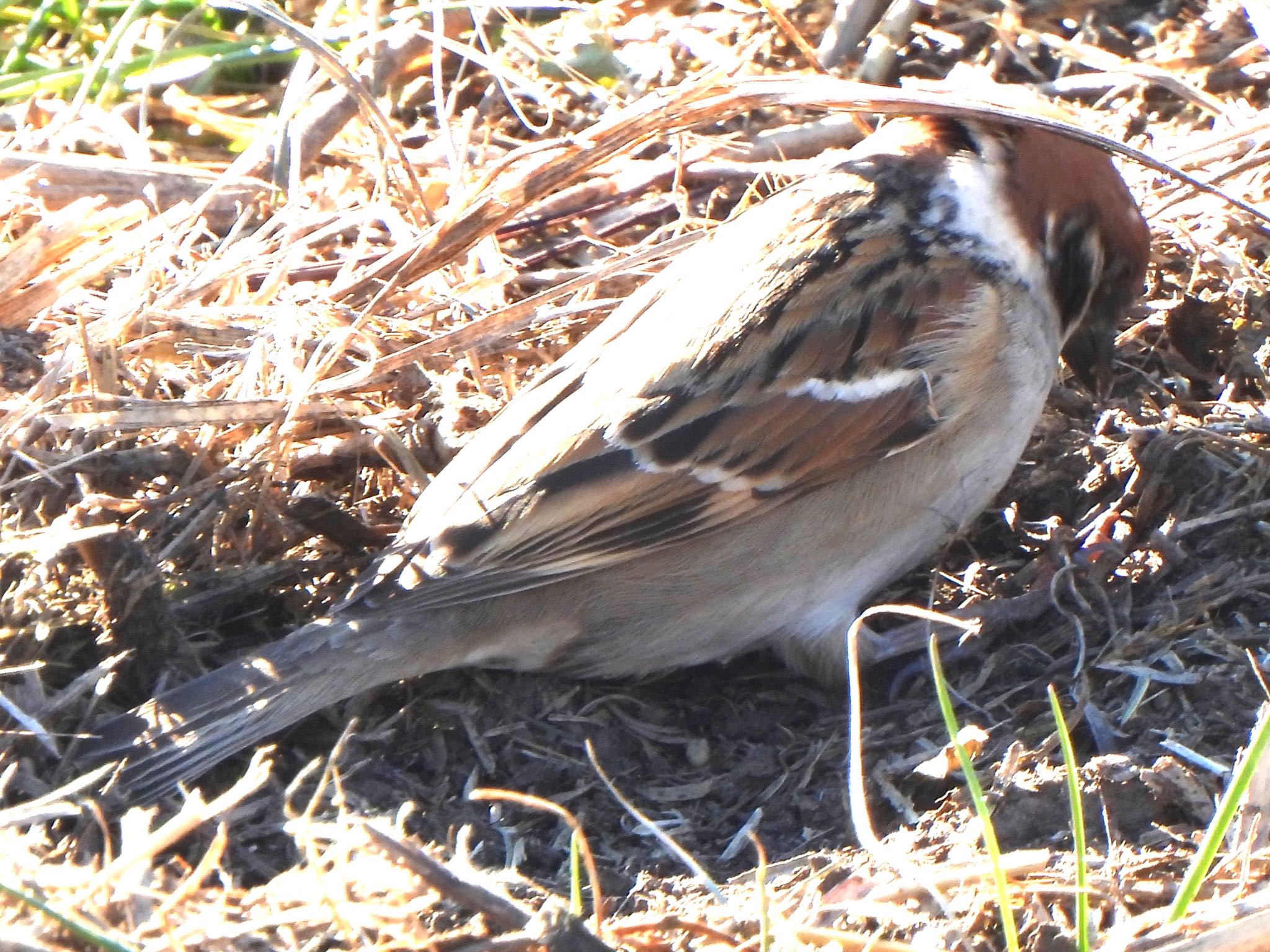 Eurasian Tree Sparrow