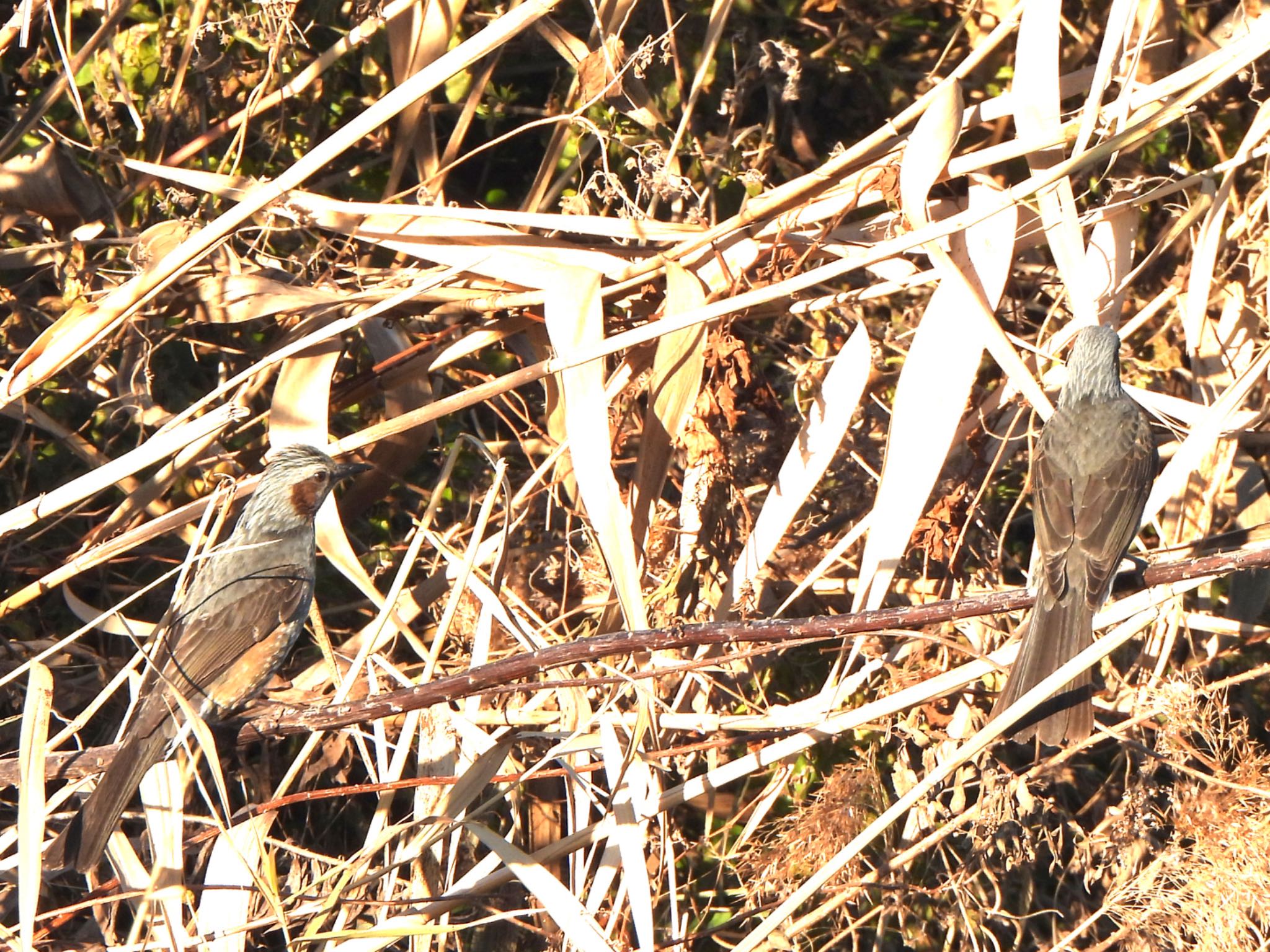 Brown-eared Bulbul