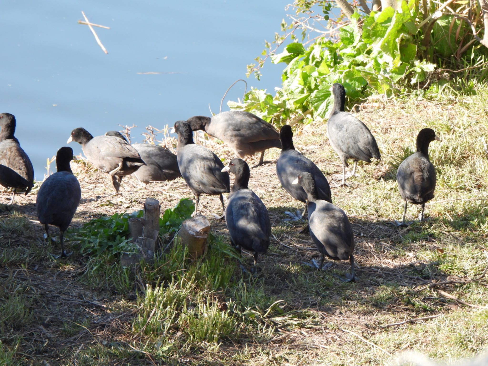 Eurasian Coot