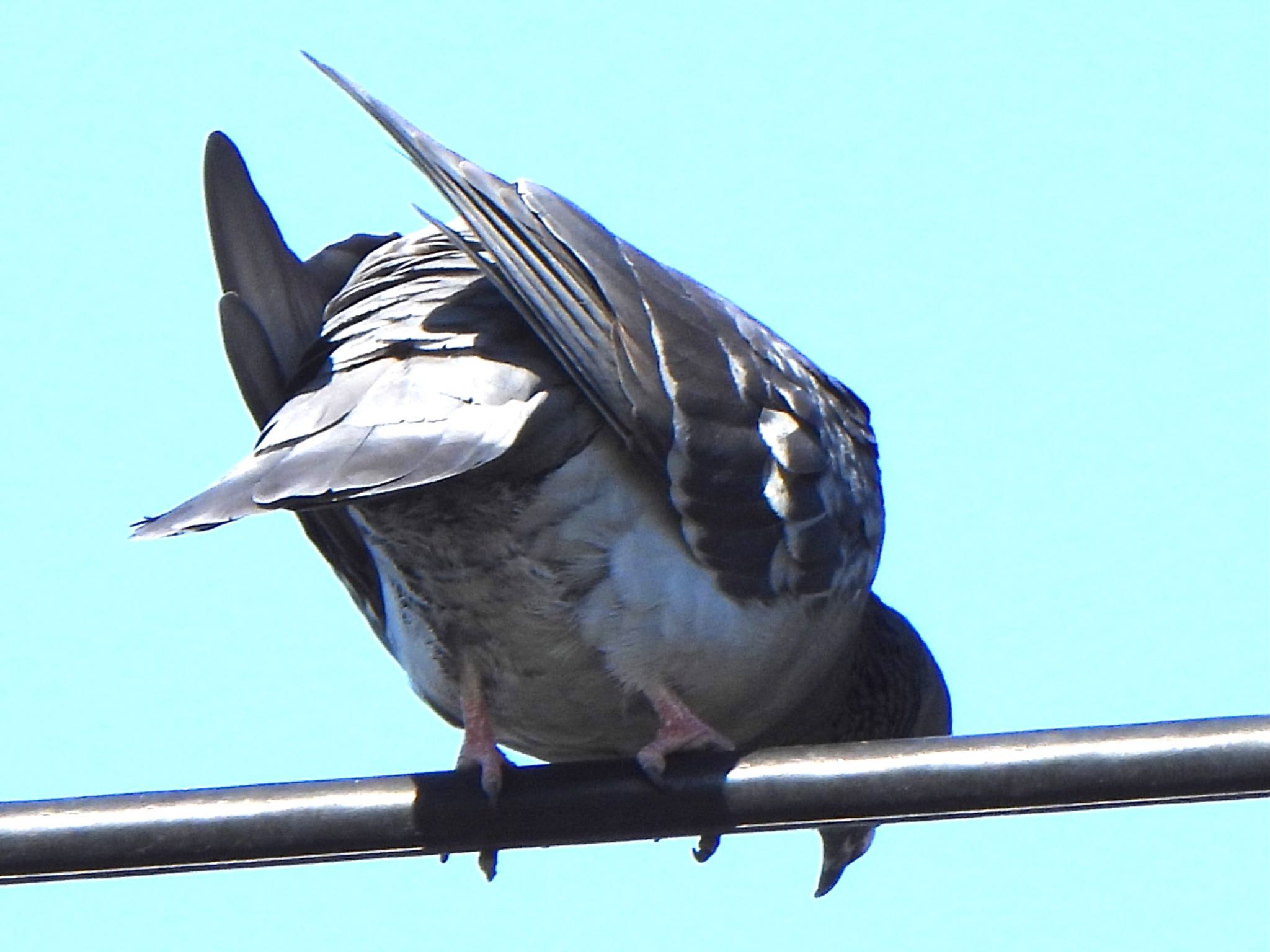 Rock Dove