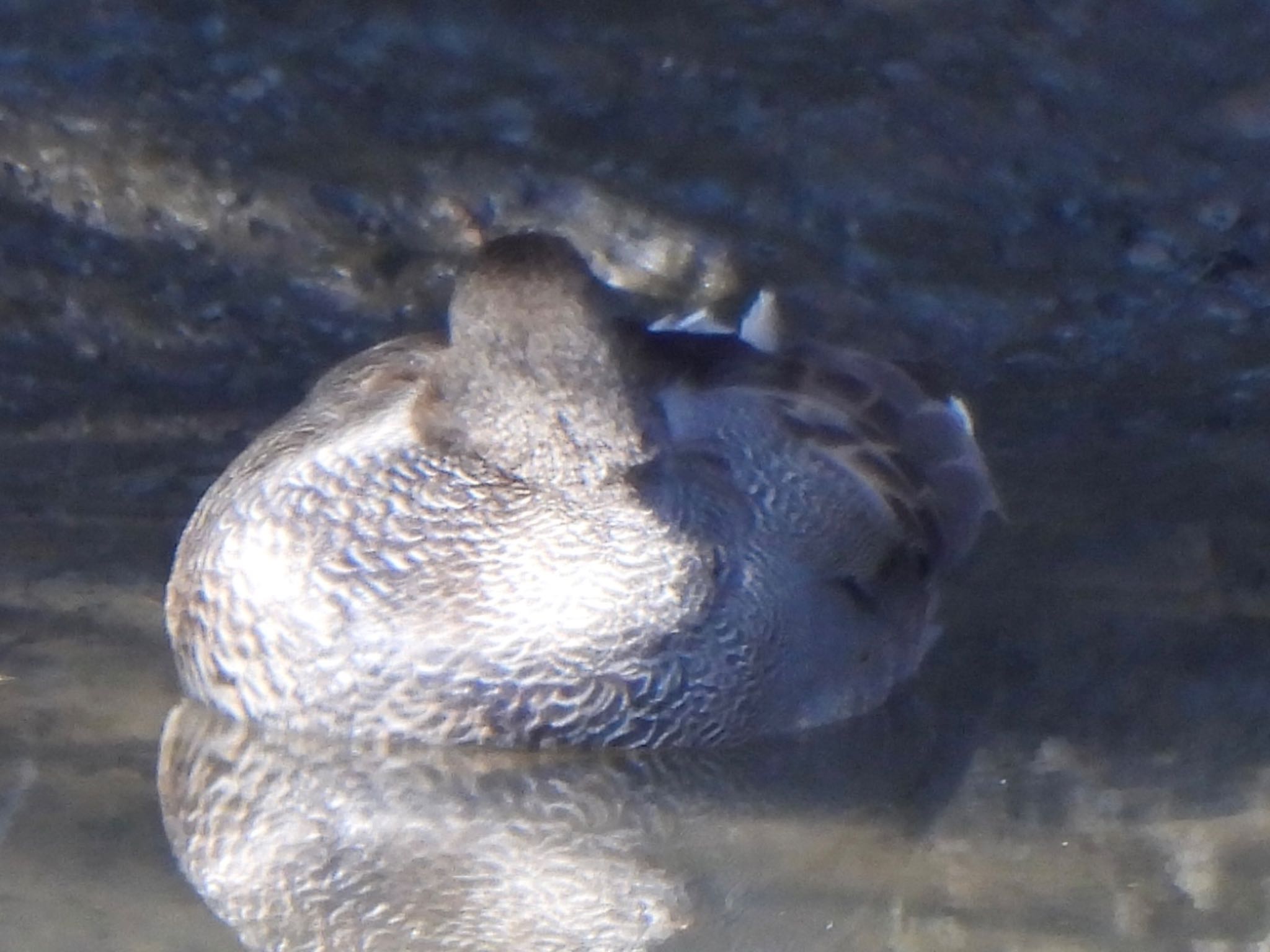 Photo of Gadwall at 芝川第一調節池(芝川貯水池) by ツピ太郎