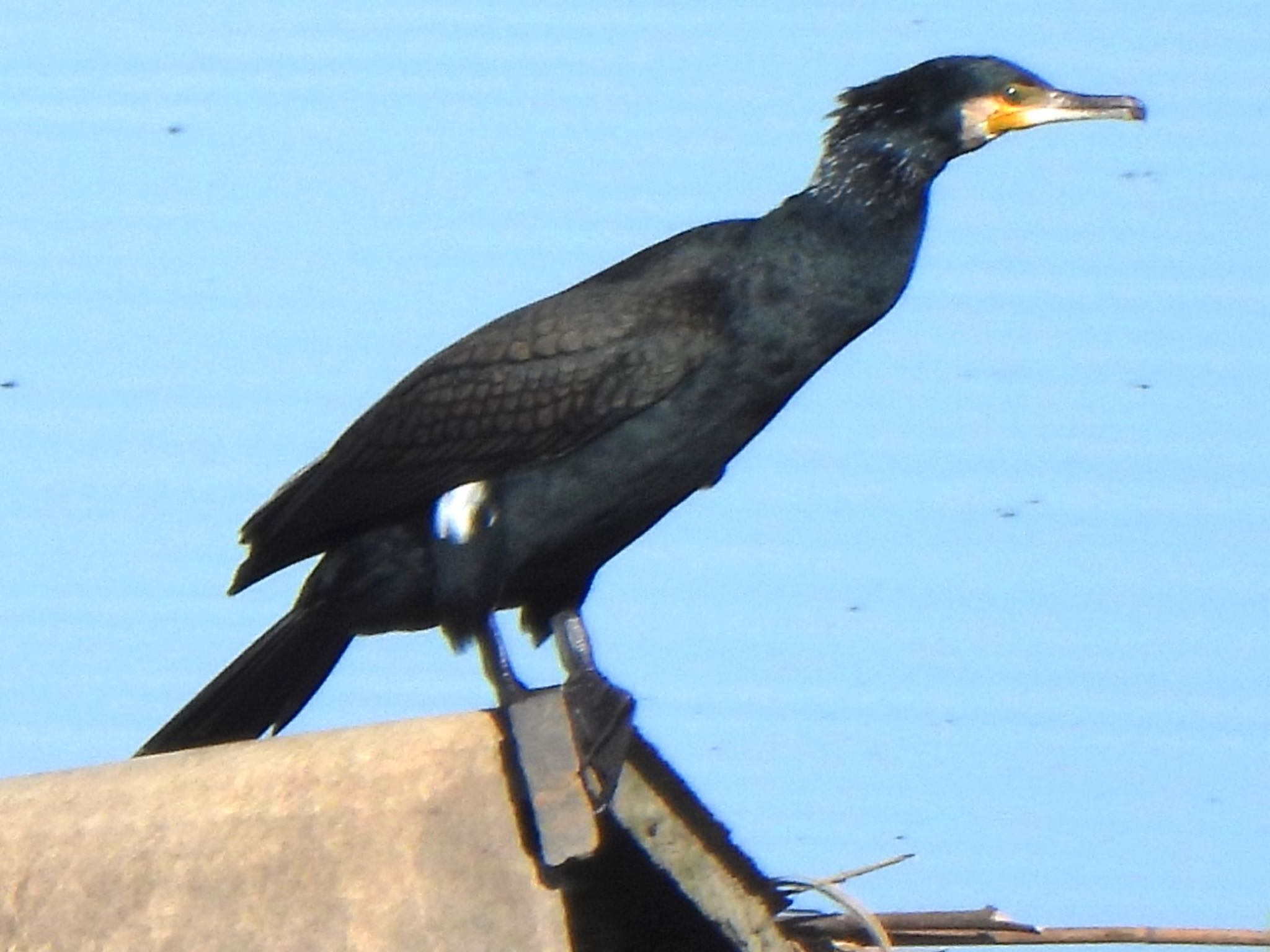 芝川第一調節池(芝川貯水池) カワウの写真 by ツピ太郎