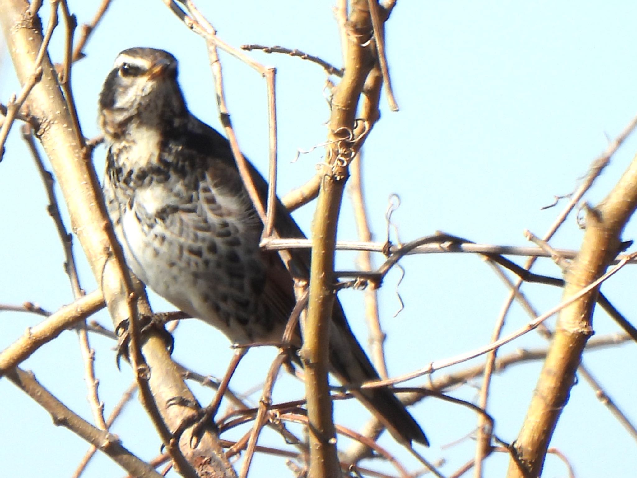 Dusky Thrush