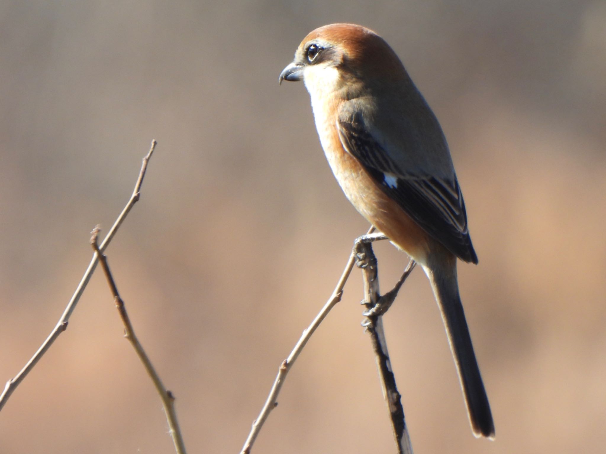 Bull-headed Shrike