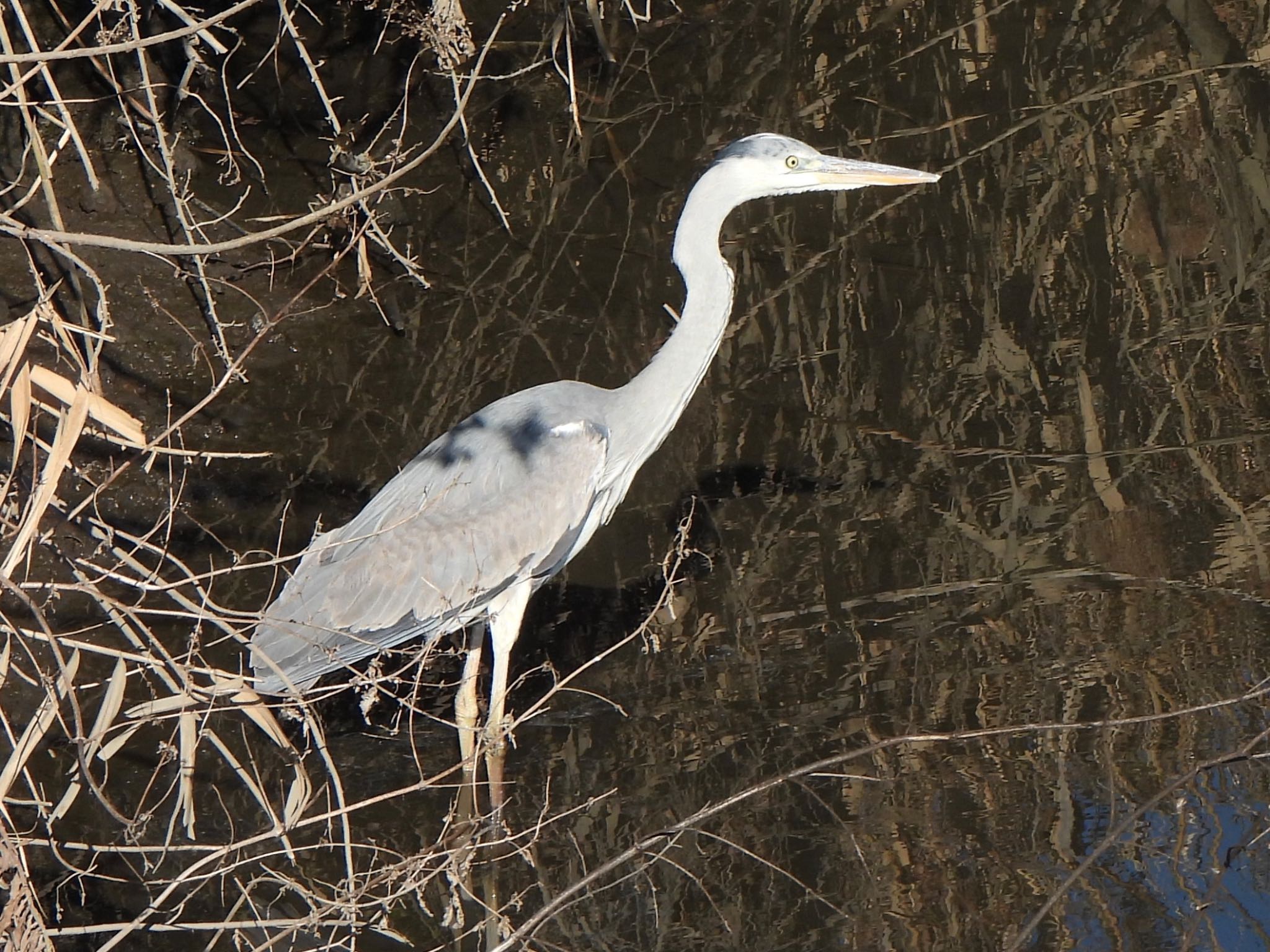 Grey Heron