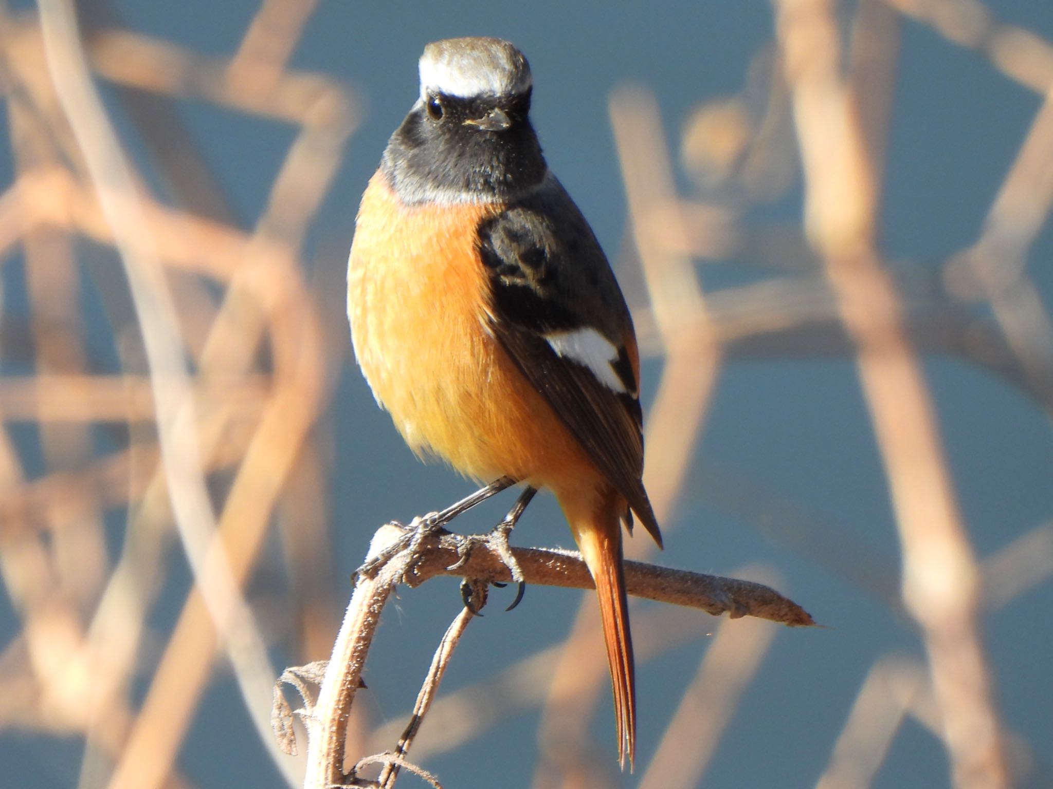 Daurian Redstart