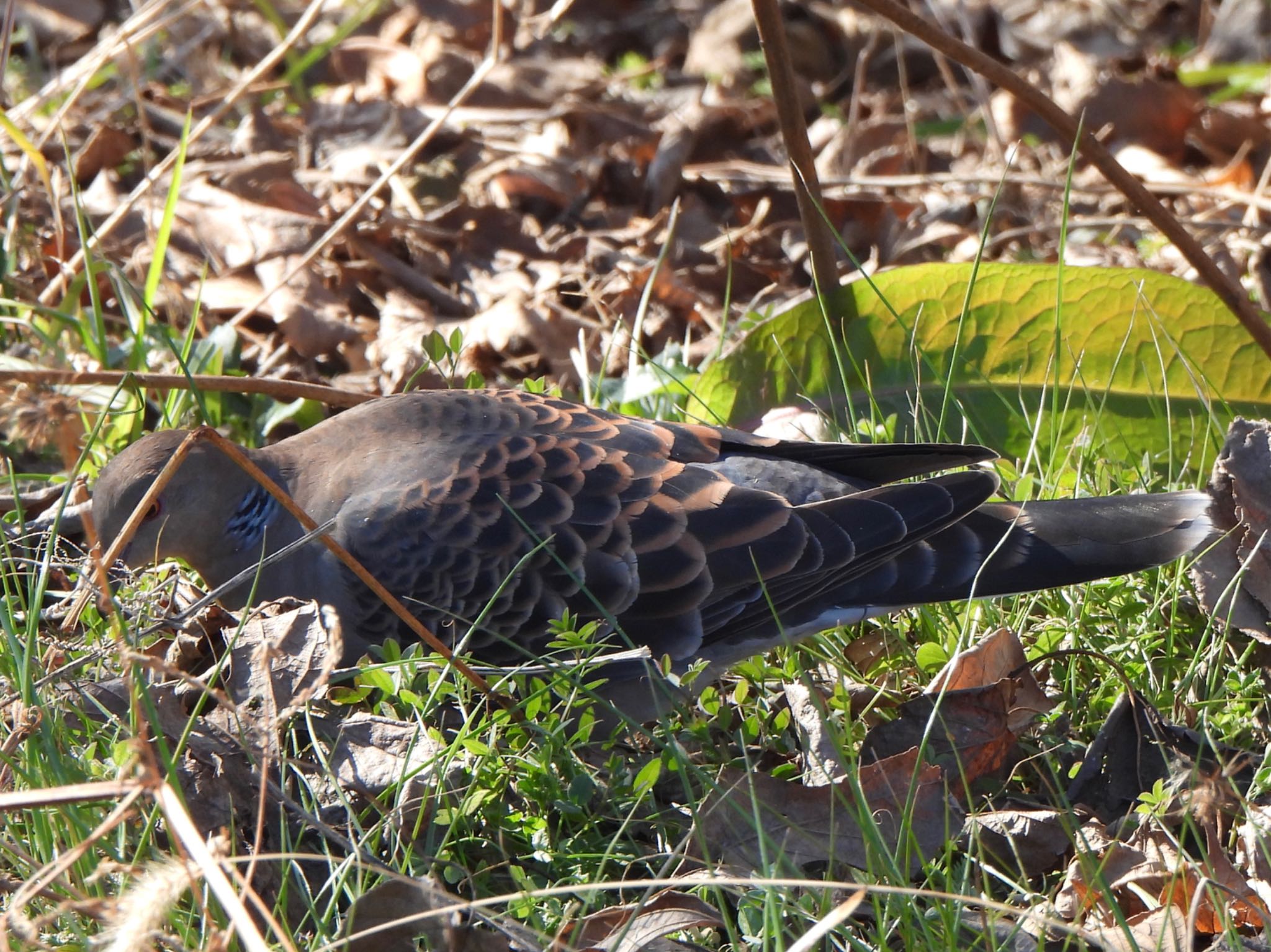 Oriental Turtle Dove