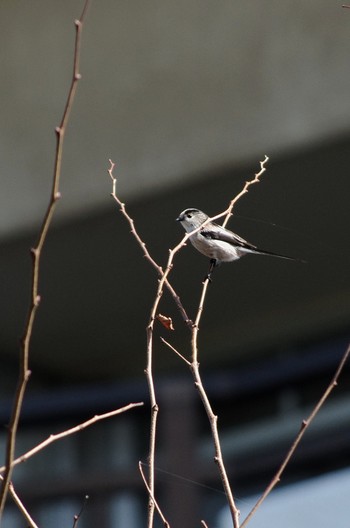 2018年10月20日(土) 谷津干潟の野鳥観察記録