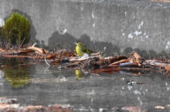 マヒワ 創造の森(山梨県) 2024年1月7日(日)