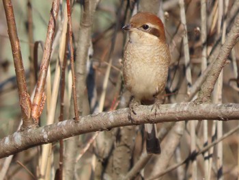 Bull-headed Shrike Kitamoto Nature Observation Park Fri, 12/29/2023