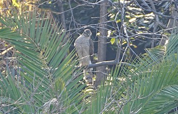 Tue, 1/9/2024 Birding report at 万代池