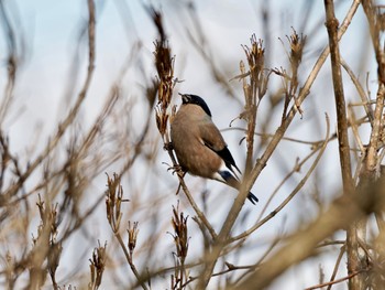 Eurasian Bullfinch(rosacea) 六甲山 Sun, 1/7/2024