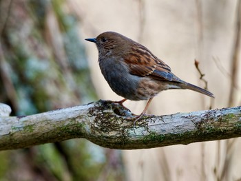 Japanese Accentor 六甲山 Sun, 1/7/2024