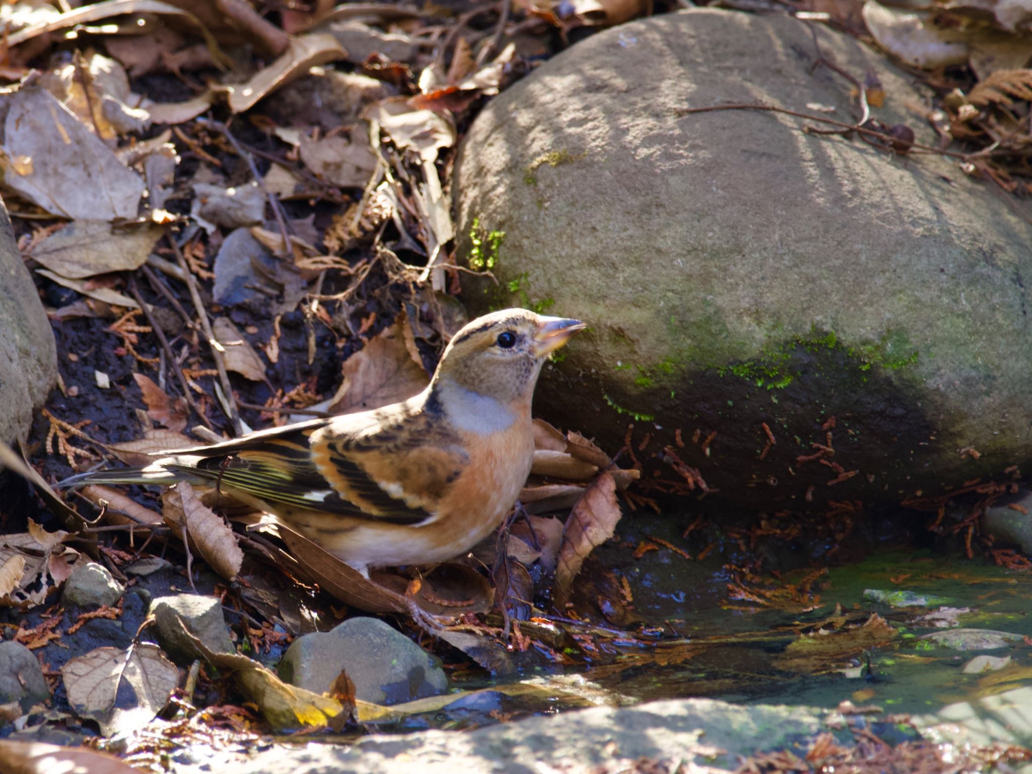 Brambling