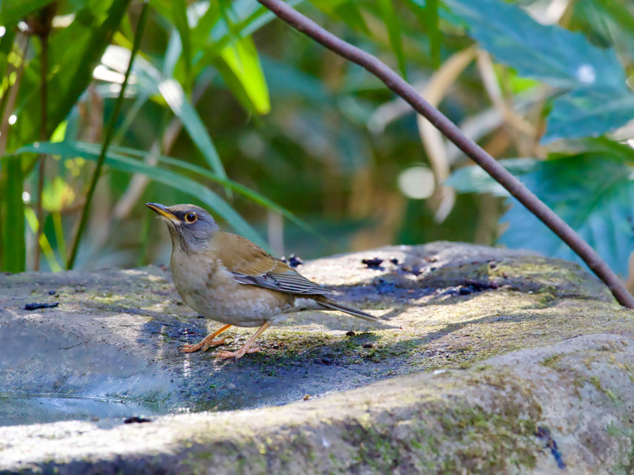 Pale Thrush