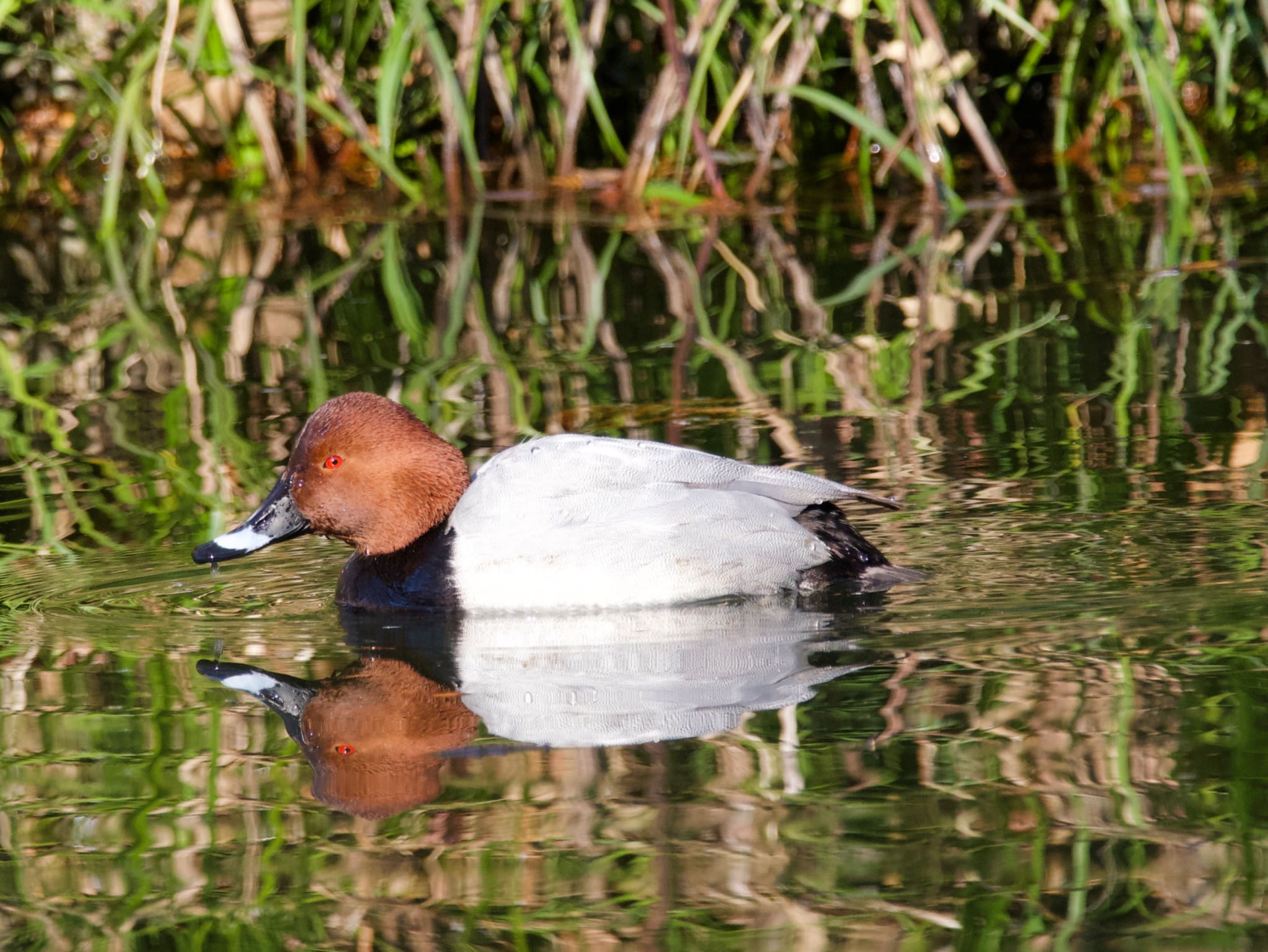 Common Pochard