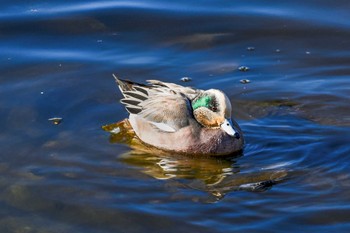 American Wigeon 多々良沼公園 Tue, 1/9/2024