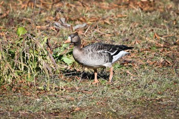 Greater White-fronted Goose 多々良沼公園 Tue, 1/9/2024