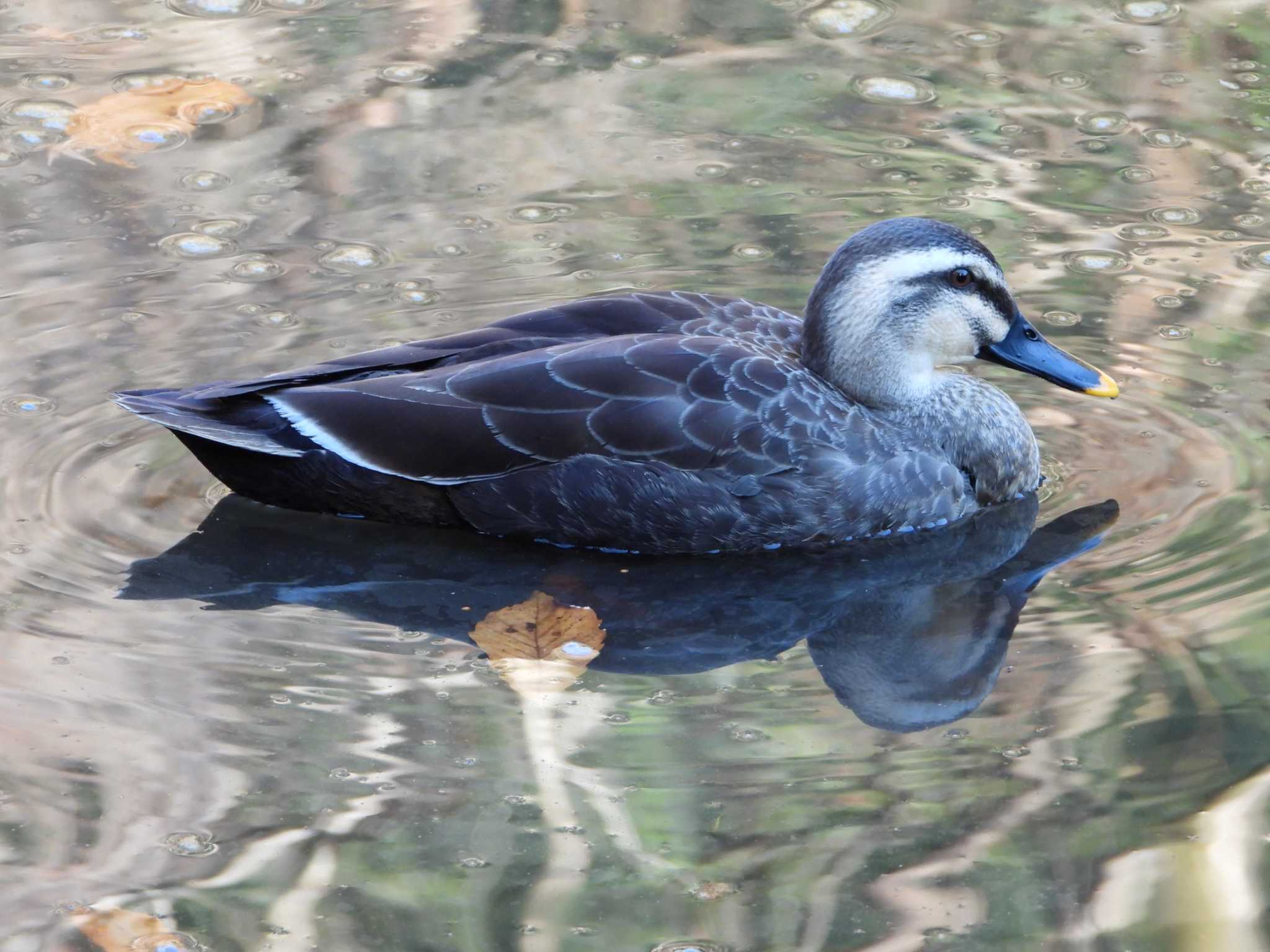 Eastern Spot-billed Duck