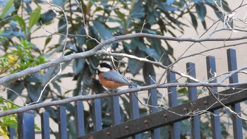 Varied Tit Higashitakane Forest park Tue, 1/9/2024