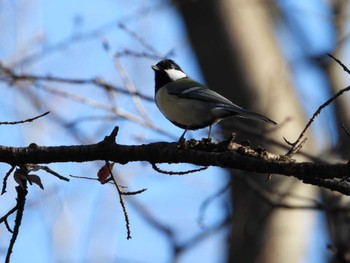 Japanese Tit Higashitakane Forest park Tue, 1/9/2024