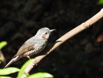 Brown-eared Bulbul Higashitakane Forest park Tue, 1/9/2024