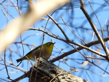 Warbling White-eye Higashitakane Forest park Tue, 1/9/2024