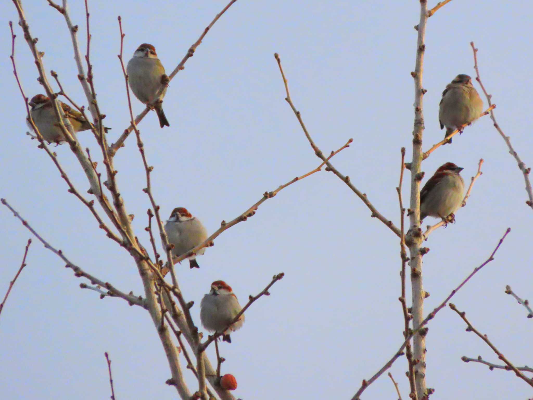 Russet Sparrow