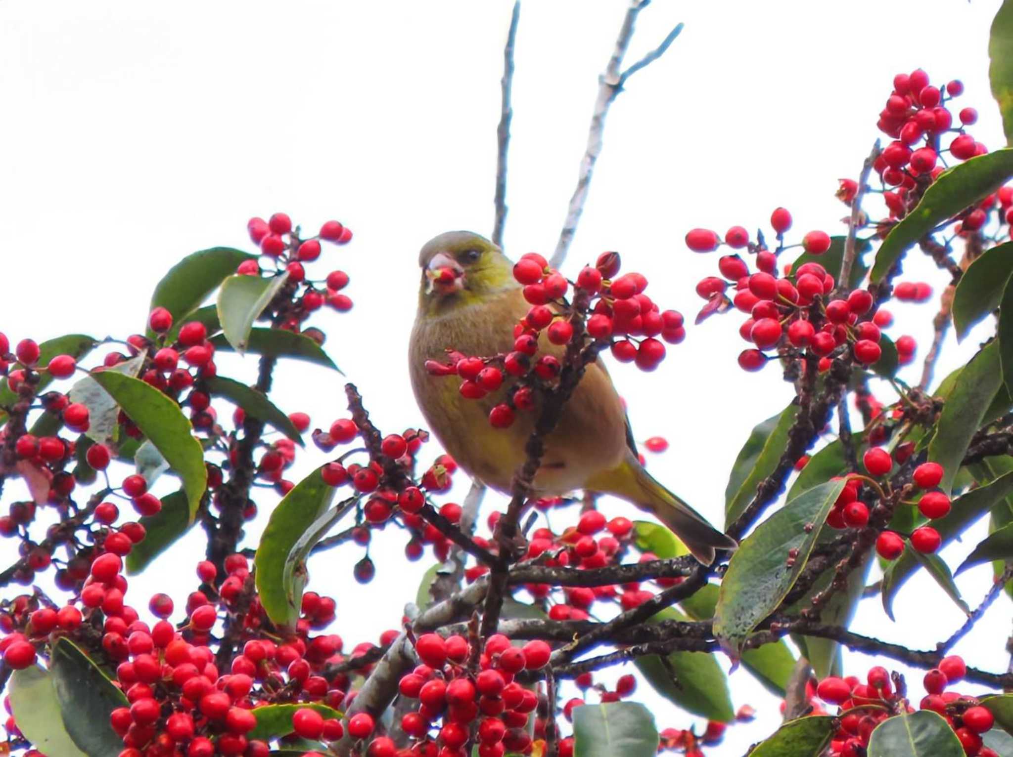 Grey-capped Greenfinch