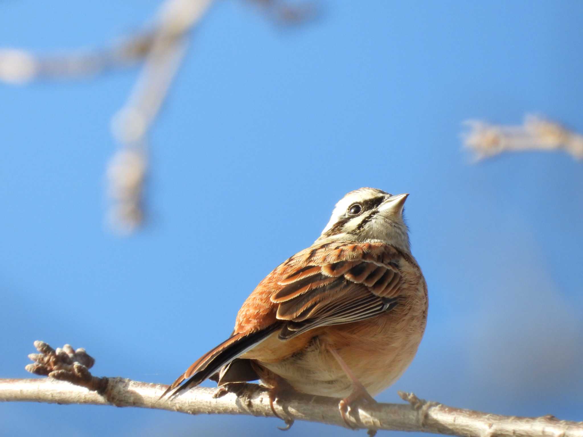 Meadow Bunting