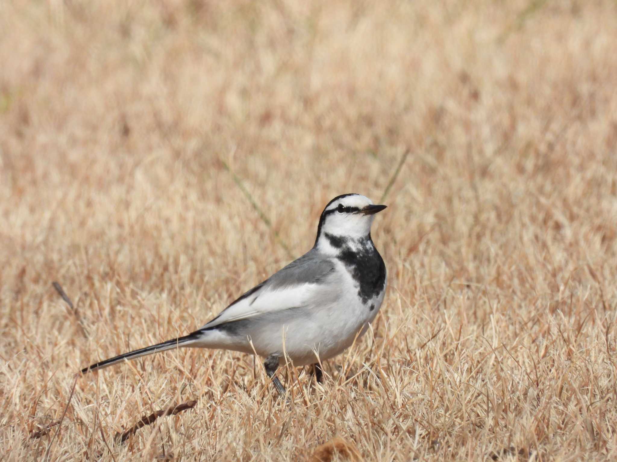 White Wagtail