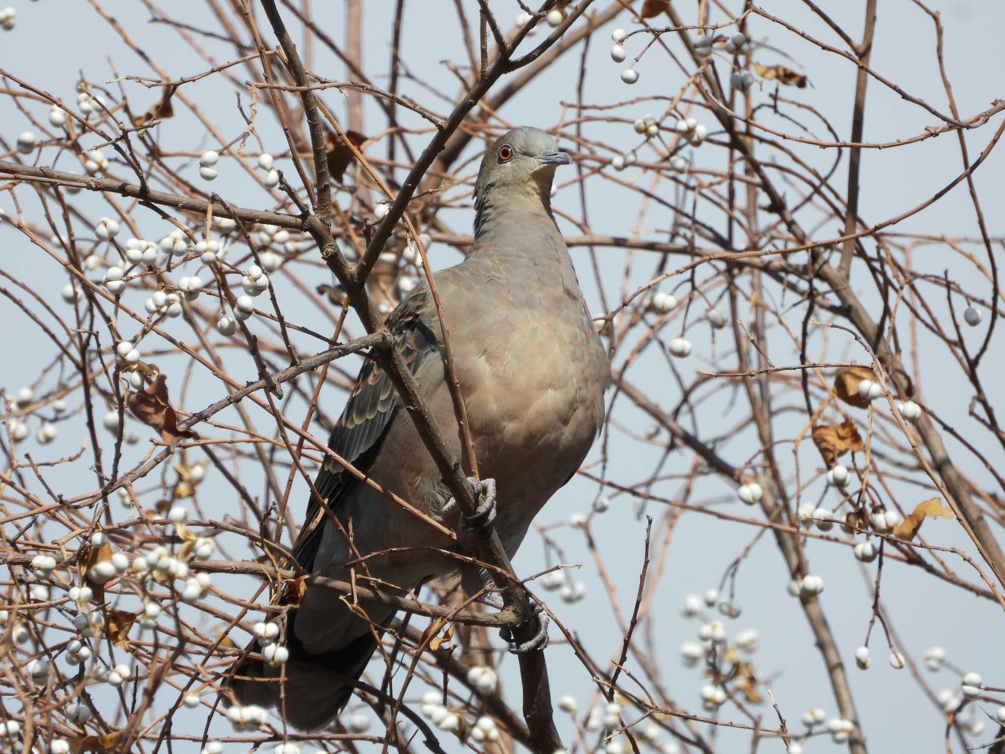 Oriental Turtle Dove